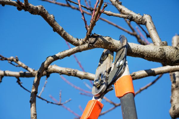 Residential Tree Service in Middletown
