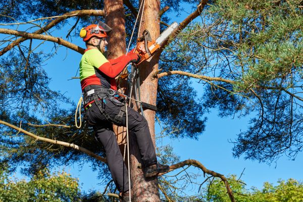 Tree Service in Middletown