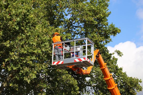 Commercial Tree Service in Middletown