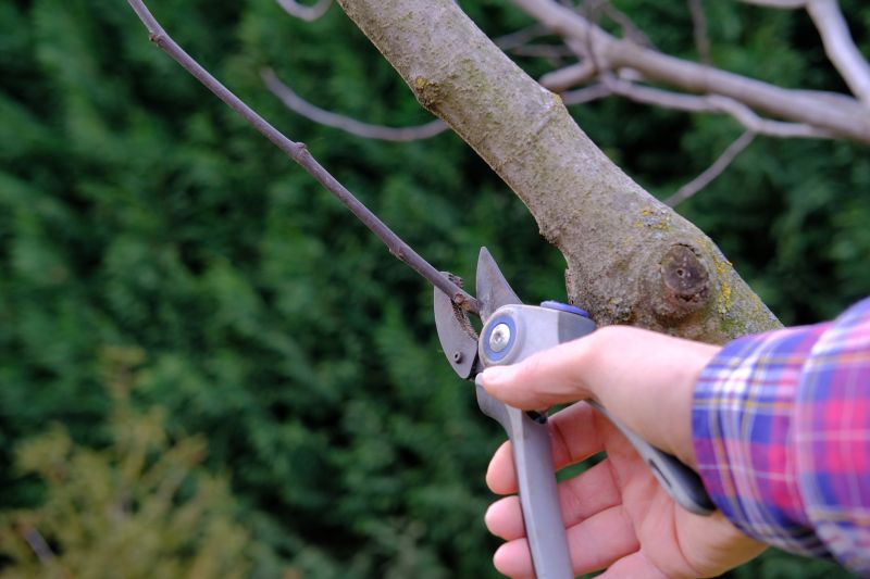 Peach Tree Pruning
