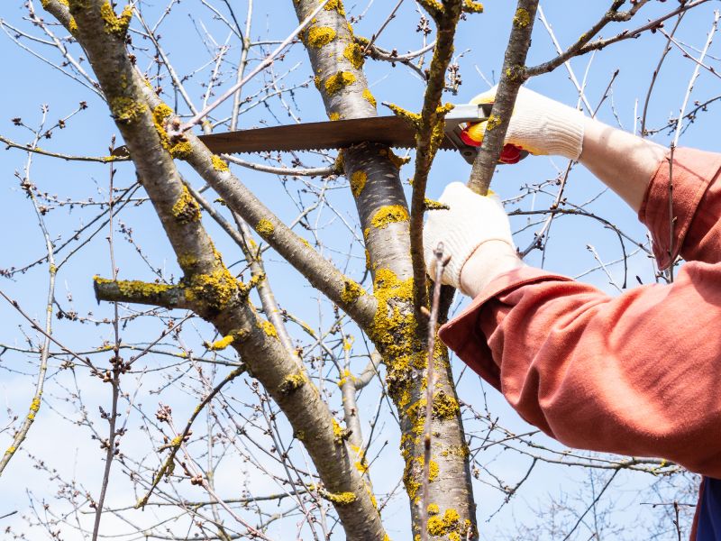 Tree Trimming in Winter